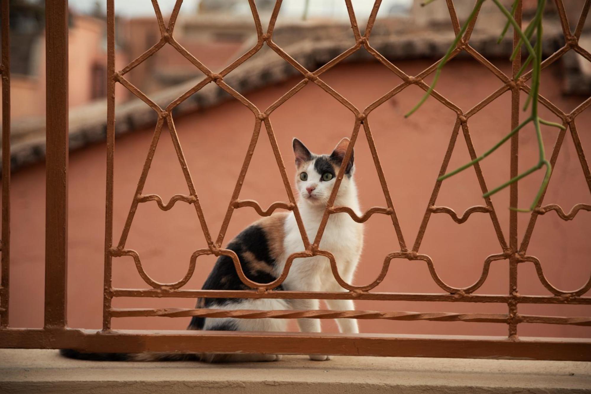 Riad Miss Caracal Marrakesh Buitenkant foto